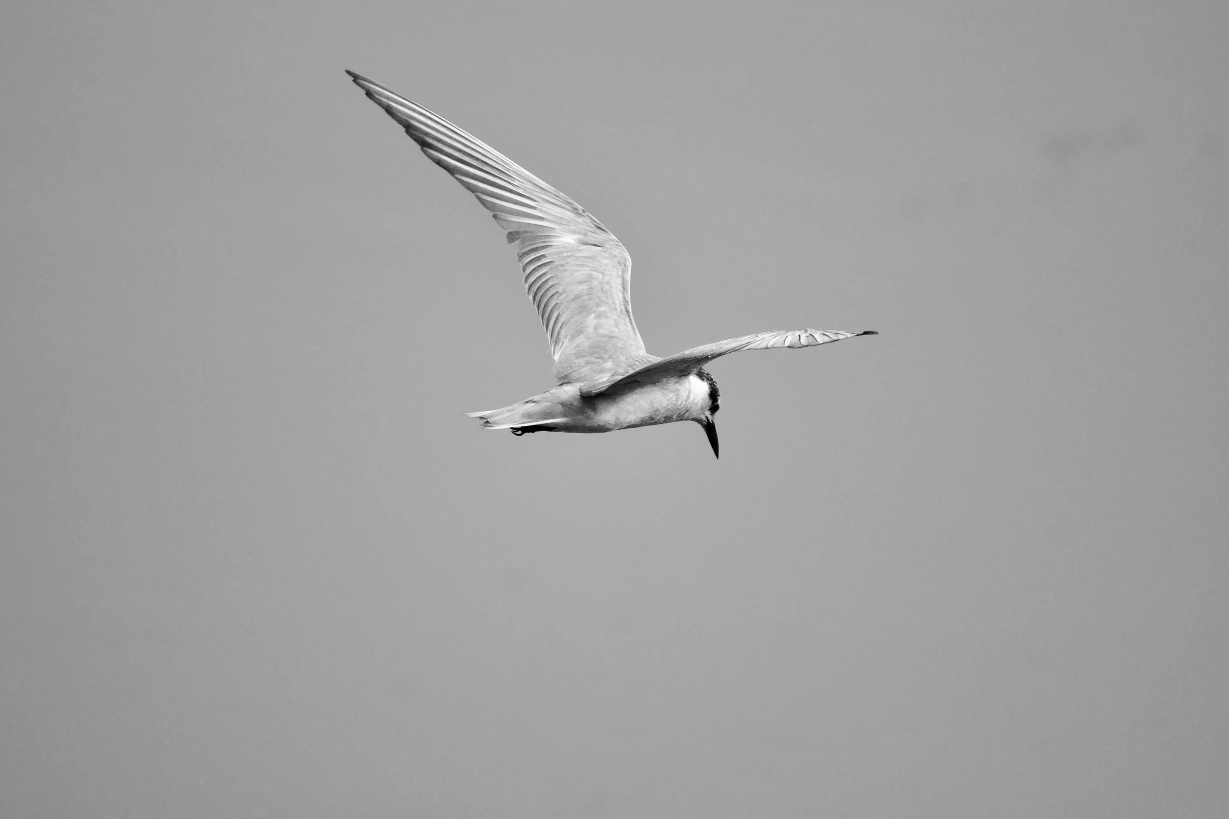 A tern hangs mid-flap, one wing swept high above its back and the other extended outward, its head angled down hunting for fish
